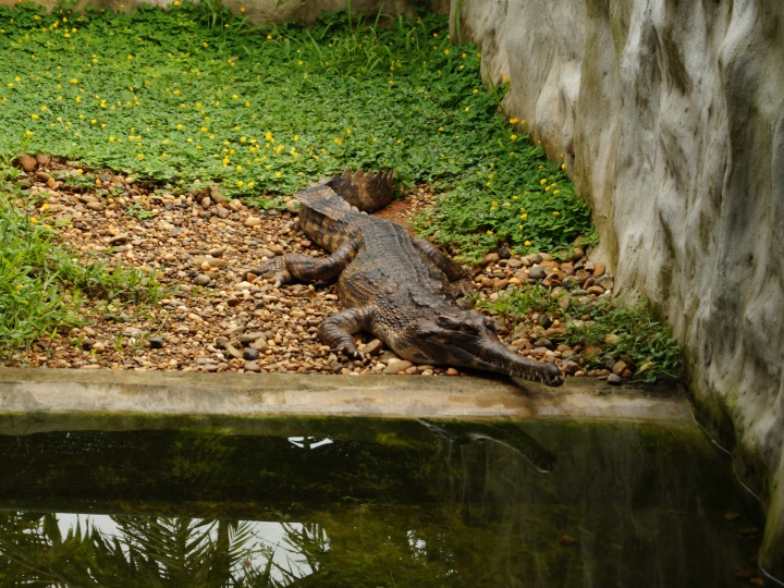 Sarawak Crocodile Farm Day Trip